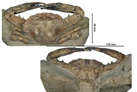 Charibdys lucifera